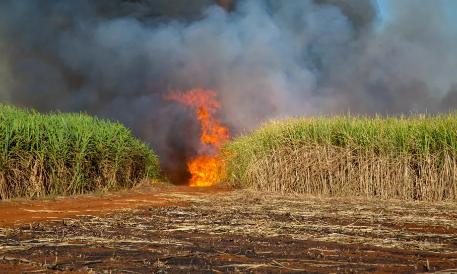 Sugar Cane Farm Fire